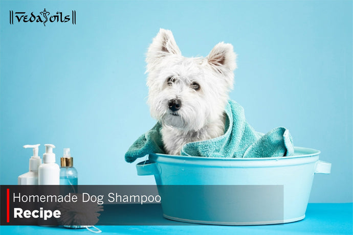 Homemade Dog Shampoo - 3 Recipes You Can Make Right Now