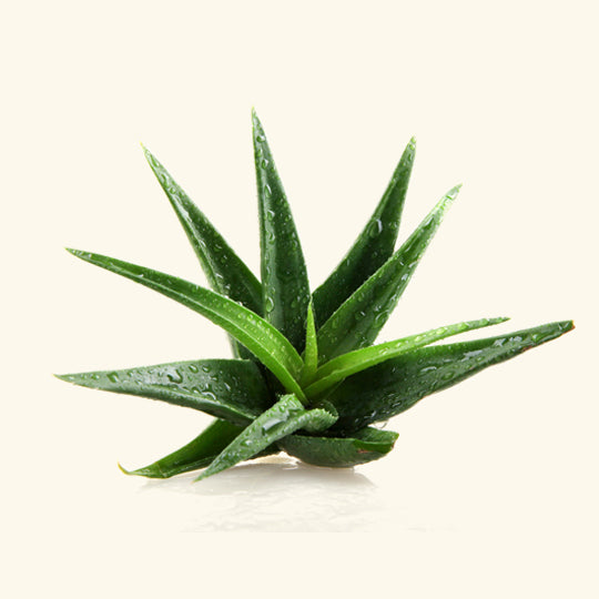 Aloe Vera Liquid Extract