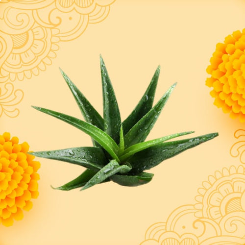 Aloevera Fragrance Oil