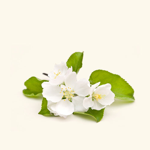 Apple Blossom Fragrance Oil