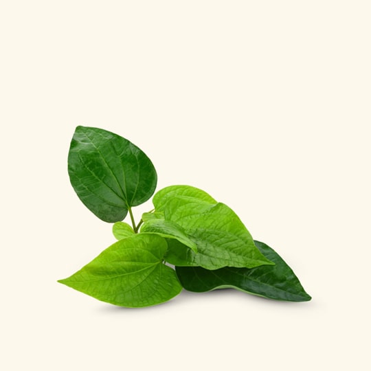 Betel Leaf Essential Oil