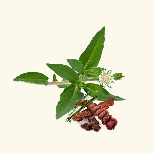 Bhringraj & Shikakai Fragrance Oil