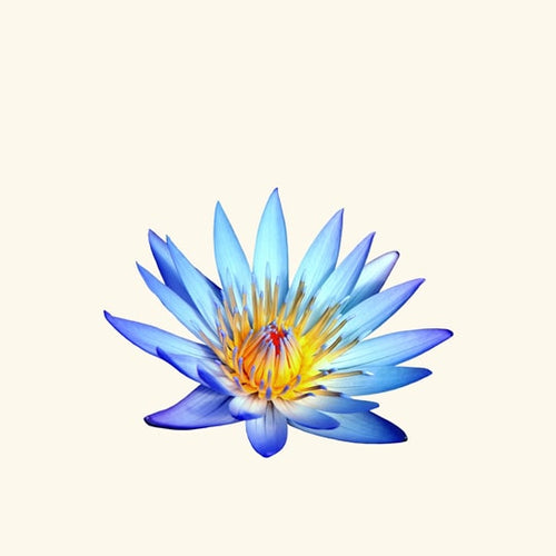 Blue Lotus Essential Oil