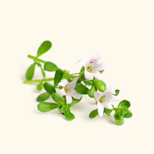 Brahmi Oil