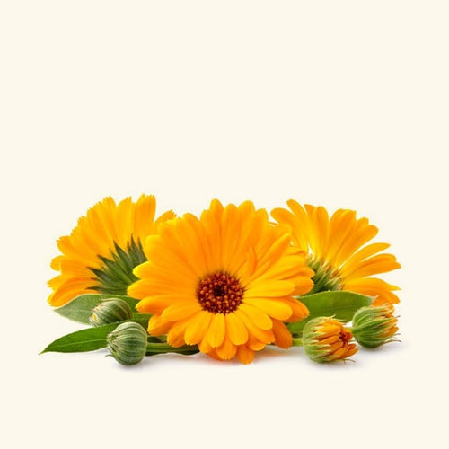 Calendula Essential Oil