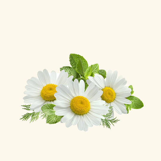 Chamomile Essential Oil