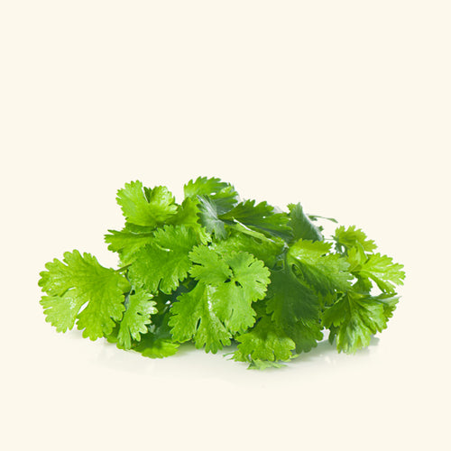 Coriander Essential Oil