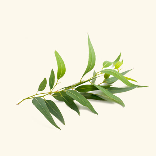 Eucalyptus Essential Oil