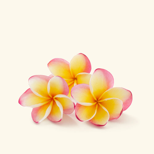 Frangipani Essential Oil