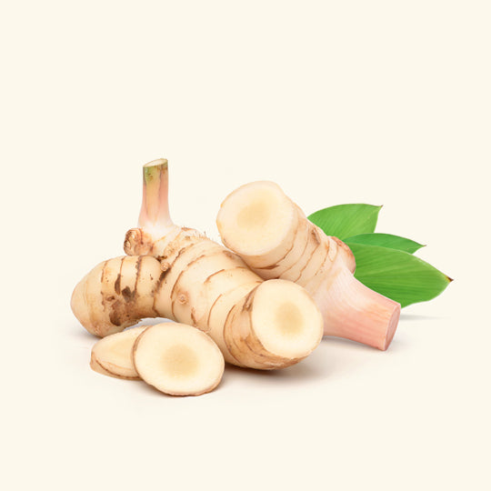 Galangal Essential Oil