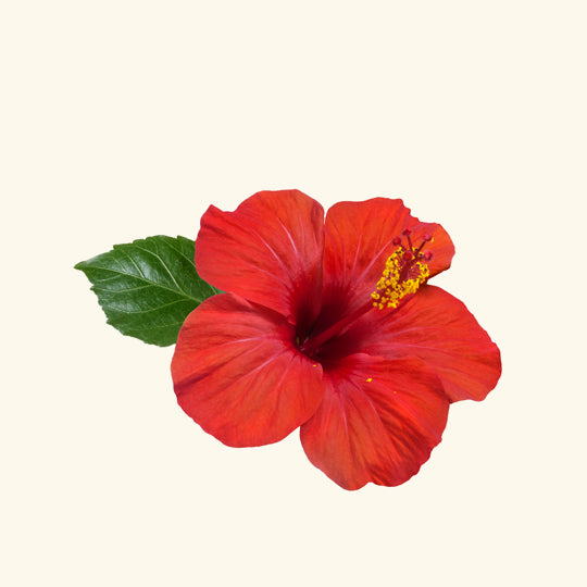 Hibiscus Essential Oil