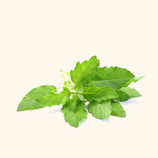 Holy Basil (Tulsi) Liquid Extract