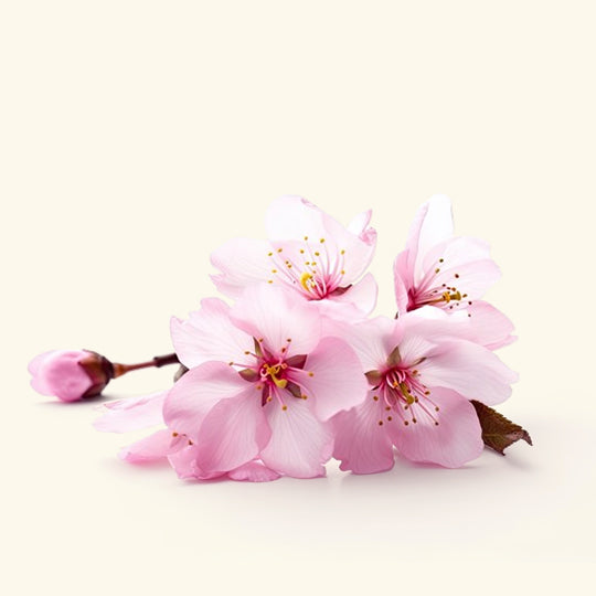 Japanese Cherry Fragrance Oil