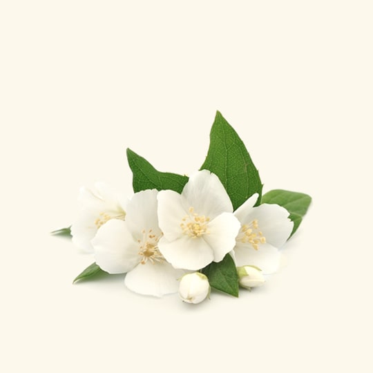 Jasmine Auriculatum Absolute Oil