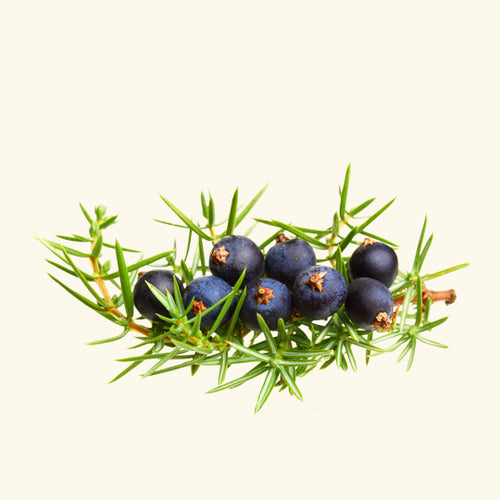 Juniper Berry Essential Oil