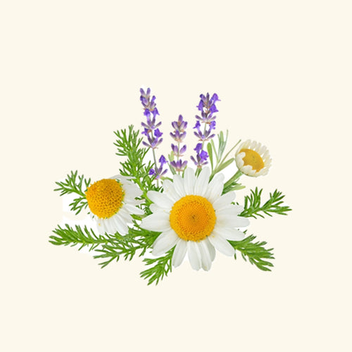 Lavender Chamomile Sandalwood Fragrance Oil