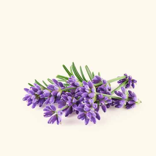 Lavender Massage Oil