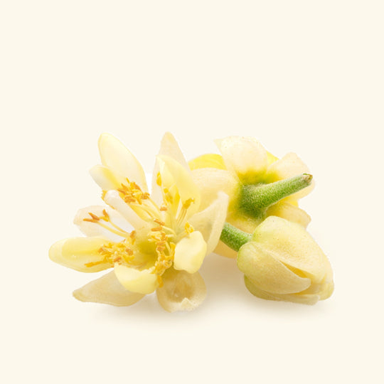 Linden Blossom Essential Oil