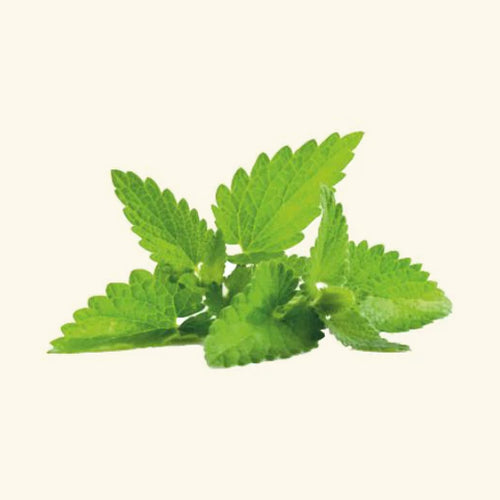 Mint Flavor Oil