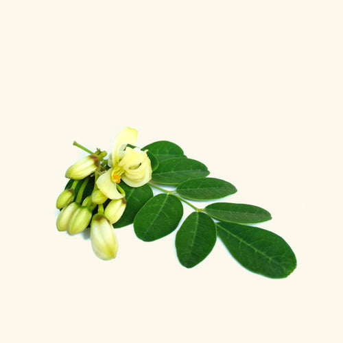 moringa