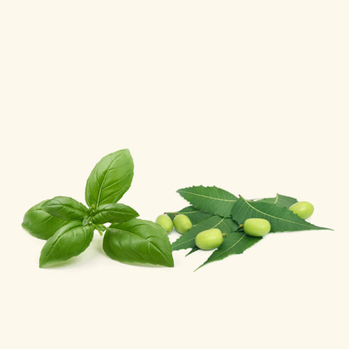 Neem Basil Honey Fragrance Oil