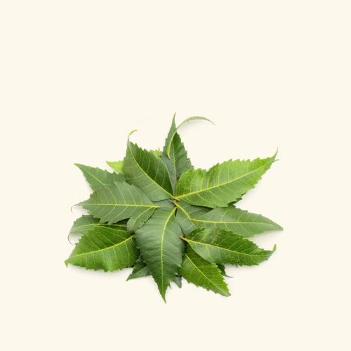 Neem Leaf Liquid Extract