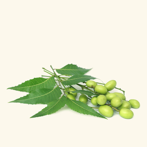 Neem Hydrosol