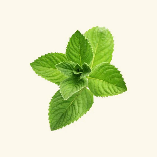 Peppermint Flavor Oil