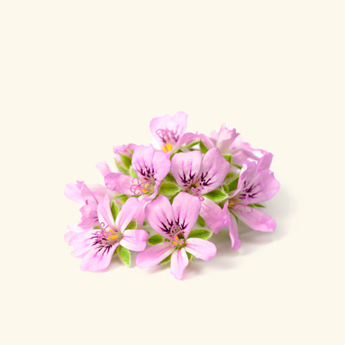 Rose Geranium Essential Oil