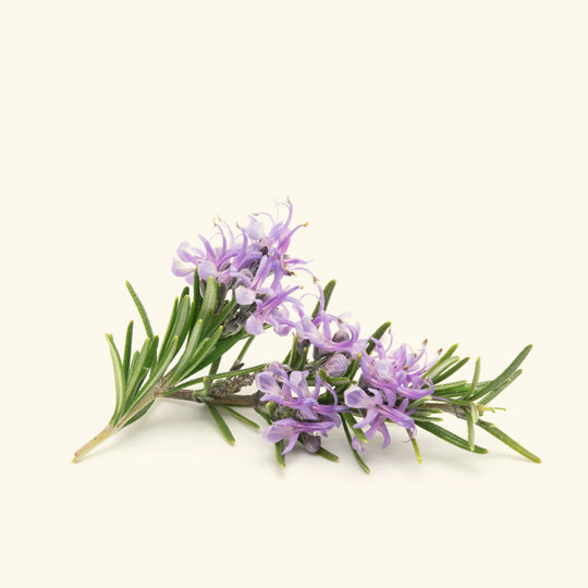 Rosemary Hydrosol