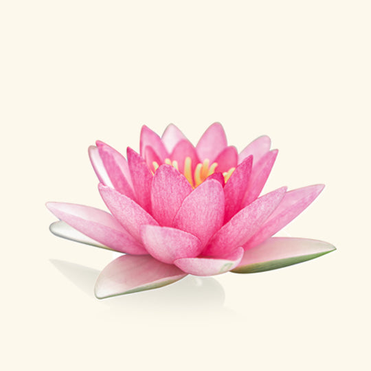 Silk Lotus Shampoo Fragrance Oil