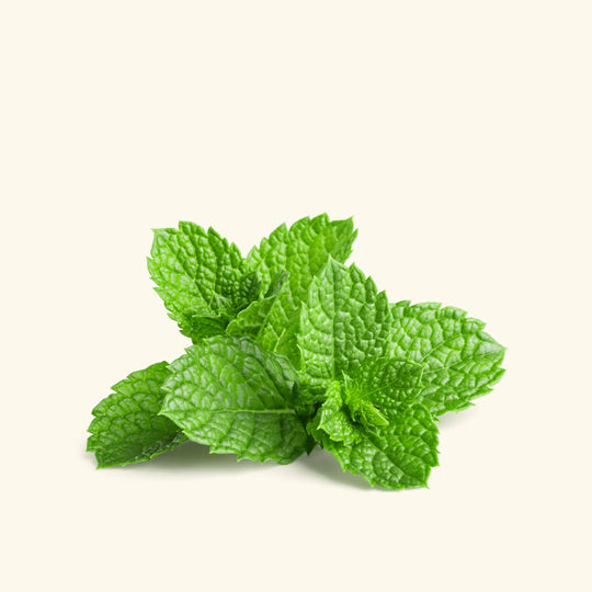 Peppermint Essential Oil