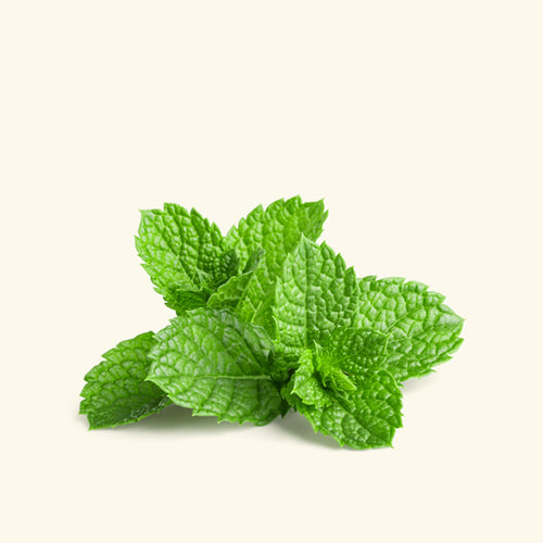 Peppermint Massage Oil