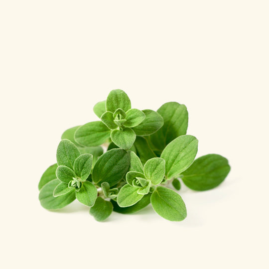 Sweet Marjoram Essential Oil