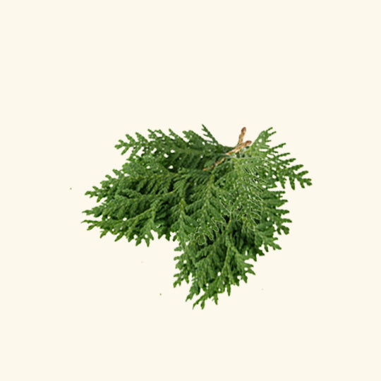 Thuja Essential Oil