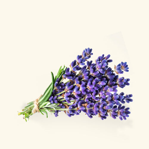 Wild Lavender Fragrance Oil