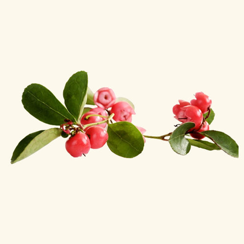 Wintergreen (Gaultheria) Essential Oil