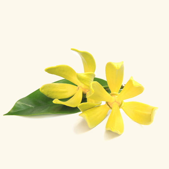 ylang